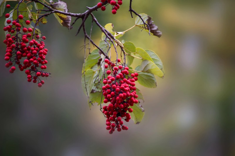 华夏黔农-山桐子